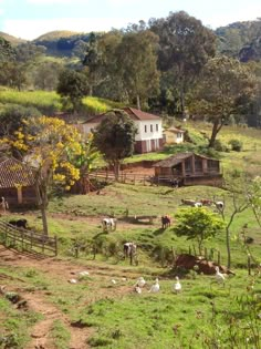 Farm With Animals, Future Farms, Farm Lifestyle, Rural House, Country Scenes, Farms Living, Rural Life, Country Farm, The Grass