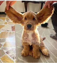 a small brown dog sitting on top of a floor next to someone's hand