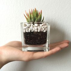 a person's hand holding a small glass vase filled with rocks and succulents