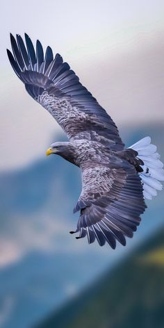 a large bird flying through the air with its wings spread out and it's talon extended