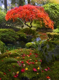 a red tree surrounded by green plants and rocks