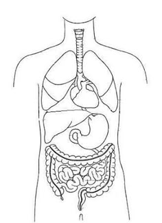 the human body is shown in black and white, with an outline of the stomach