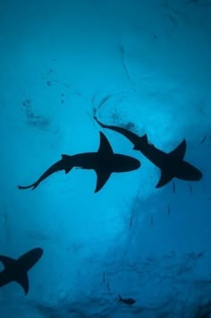 three sharks swimming in the blue water