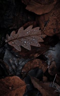 a leaf with water droplets on it laying in the leaves