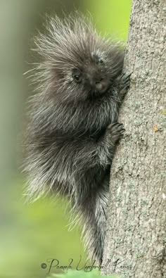 a porcupine climbing up the side of a tree