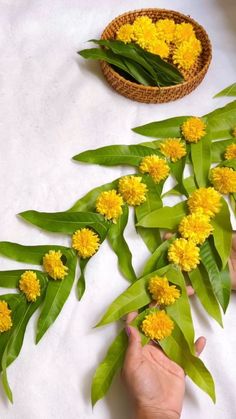 someone is arranging yellow flowers on a white table with green leaves and wicker basket in the background