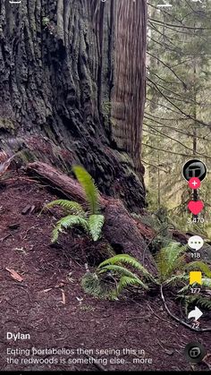 an image of a tree in the woods with trees and signs on it that say stop