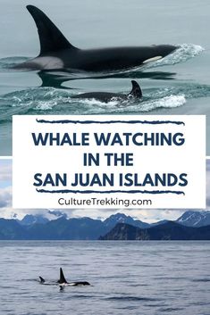 whale watching in the san juan islands with text overlay that reads whale watching in the san juan islands