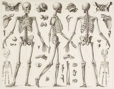 an old medical illustration shows the human skeleton and other skeletal bones, including two men's torsos