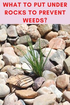 rocks and grass with the words what to put under rocks to prevent weeds?