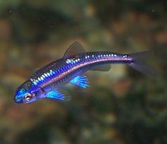 a blue and purple fish swimming in an aquarium