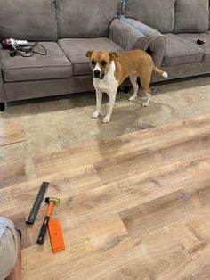 a brown and white dog standing on top of a hard wood floor next to a couch