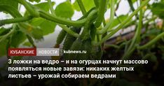 green beans growing on the plant with words in russian