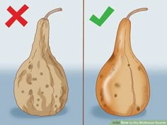 how to grow an eggplant with pictures - wikihow com, step by step