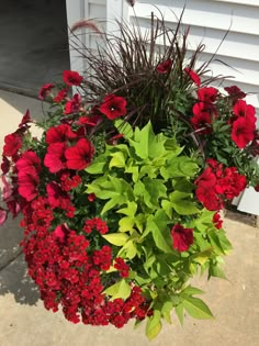 red and green flowers in front of a white building with a garage door behind it