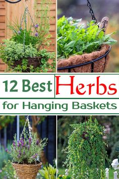 the twelve best herbs for hanging baskets are shown in four different pictures, with text overlay that reads 12 best herbs for hanging baskets