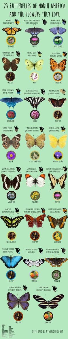 the butterflies of north america and their flowers that love them infographical poster by national museum of natural history