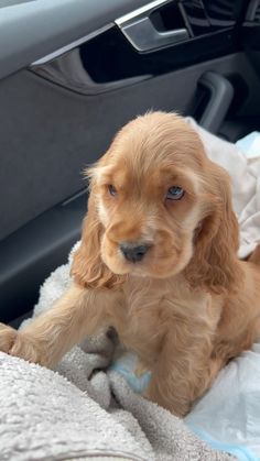 a small brown dog sitting on top of a blanket in a car