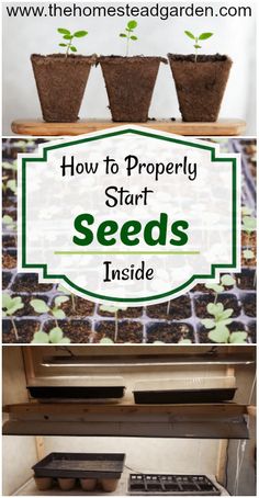 how to properly start seeds inside