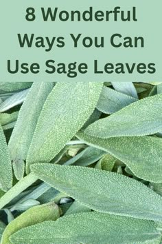 sage leaves with the words 8 wonderful ways you can use sage leaves to grow herbs