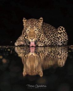 a large leopard laying on top of a body of water at night with its reflection in the water