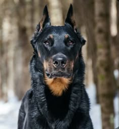 a large black and brown dog standing in the snow near some tree'd branches