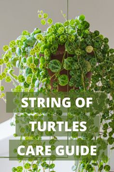 a potted plant with the words string of turtles care guide