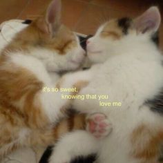 two kittens cuddle together on the floor with their heads touching each other's noses