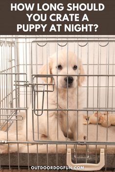 a puppy in a cage with the words how long should you crate a puppy at night?