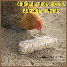 The Chicken Chick Boredom busters Empty Plastic Bottles, Chicken Toys, Chicken Treats, Chicken Chick