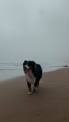 a black and white dog is walking on the beach