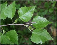 a branch with green leaves in the foreground