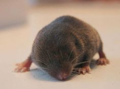 a small rat sitting on top of a white table