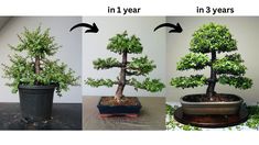 Bonsai tree made from jade plant Jade Plant Pruning, Bonsai Soil, Jade Plant, Succulent Art