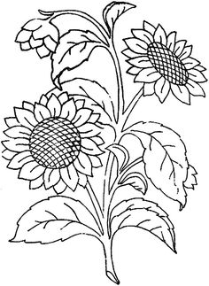 a drawing of sunflowers on a white background