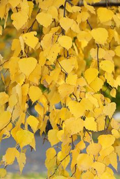 yellow leaves are hanging from the branches of a tree