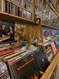 an orange cat walking on top of a wooden shelf filled with vinyl records and cds