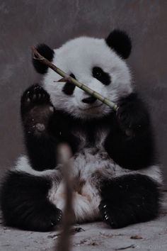 a panda bear sitting on the ground with a bamboo stick in its mouth and it's paws up