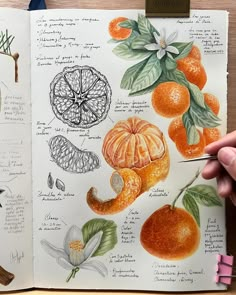 an open book with oranges and other fruit on the pages, in which there is a hand holding a pencil