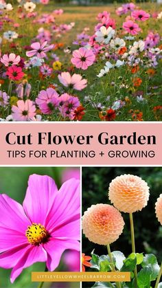 colorful flowers with text overlay that says cut flower garden tips for planting and growing