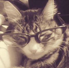 a black and white photo of a cat wearing glasses