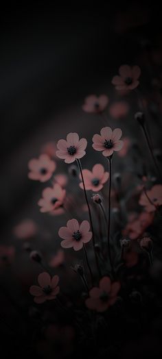 some pink flowers are in the middle of black and white background with red light coming from behind them