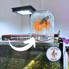 an orange fish in a glass jar with a white arrow pointing to the right side