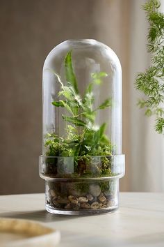 a plant in a glass dome with rocks and moss on the table next to it