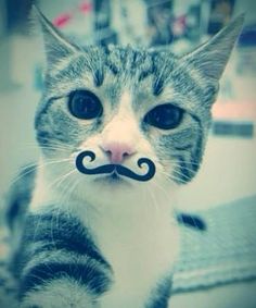 a cat with a fake mustache on it's face