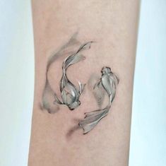 two silver koi fish on the ankle