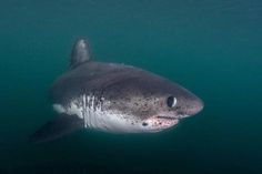 a great white shark swimming in the ocean