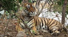 a tiger laying down in the woods next to some trees