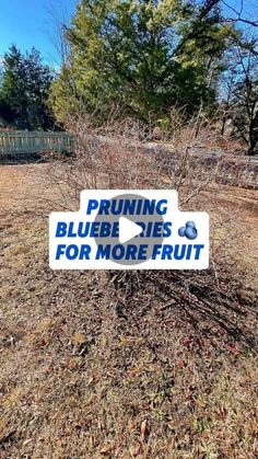 a sign that says pruning blueberries for more fruit in front of some trees