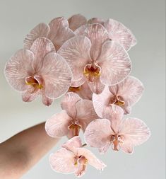 pink orchids are being held up by someone's hand